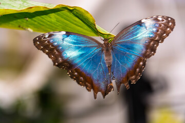 Forest giant owl butterfly