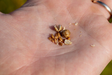 dry spherical boxes with flax seeds in a field before harvesting seeds and making fiber in a person's palm, a monoculture field with a flax crop on a man's hand, flax for making food and fabrics