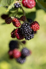 black ripe blackberries on a shrub along with red unripe berries hanging on a branch, red and black blackberries hang on a shrub in the summer in sunny weather