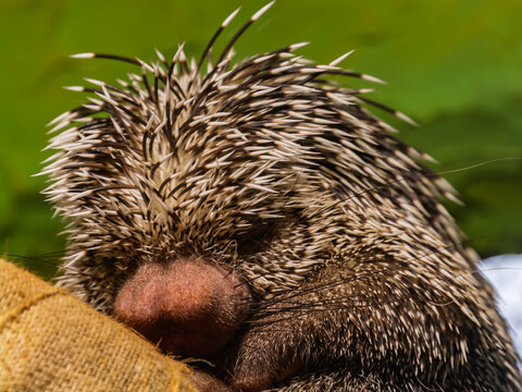 Sleeping Brazilian porcupine