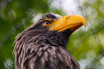 Steller sea eagle,