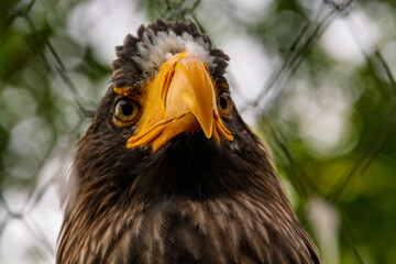 Steller sea eagle,