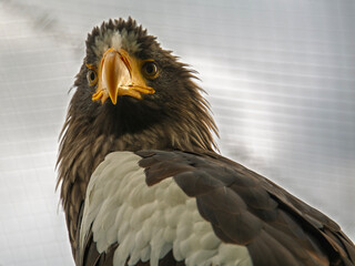 Steller sea eagle,