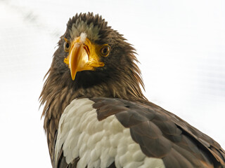 Steller sea eagle,