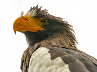Obraz premium Steller sea eagle,