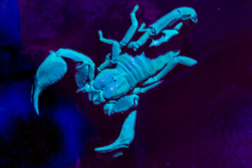 Vietnam forest scorpion under UV light