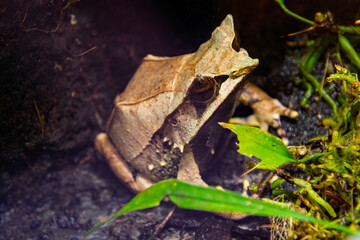 Naklejka premium Long-nosed horned frog