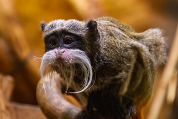 Emperor tamarin on a branch