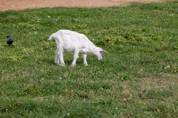 Obraz premium a small white baby goat on the green grass while grazing, one white kid while grazing has green juicy grass, sunny summer weather