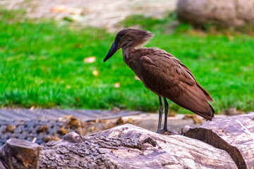 Brown hamerkop bird