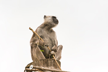 Northern plains gray langur