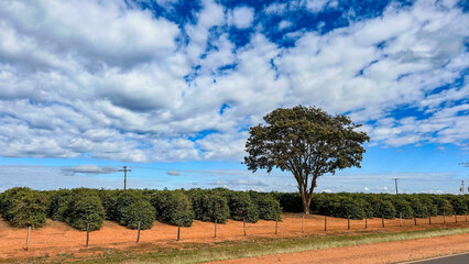 Lone tree beside coffee plantation under a blue sky with scattered clouds