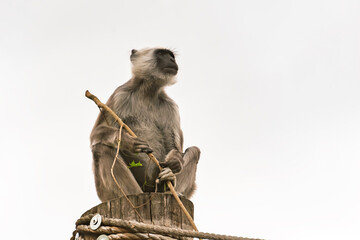 Northern plains gray langur