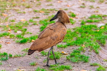Brown hamerkop bird