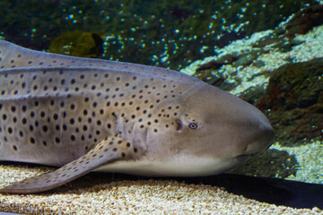 Head of a leopard shark