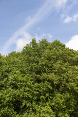 mixed forest with different types of deciduous trees in sunny, warm weather with large and strong winds in summer, trees growing in the summer during the daytime