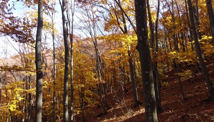 Obraz premium Hillside forest in autumn; sunlight filters through golden leaves