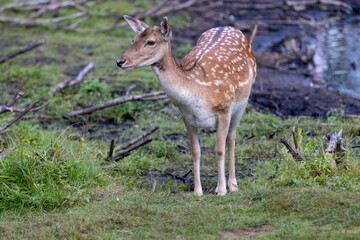 one spotted deer in the zoo in a large open enclosure on the green grass, a lone spotted deer in a large open area among the grass and trees
