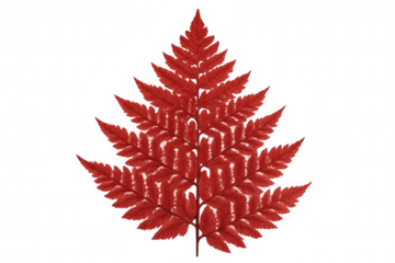 Autumn fern leaf revealing rich red, orange, yellow hues, transparently showcasing seasonal color transition with crisp botanical clarity