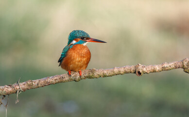 kingfisher on a branch