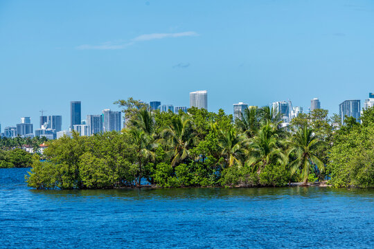 Palmeras mar y edificios en Miami