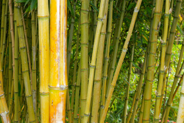 Fototapeta premium Discover bamboo tranquility at Monte Palace Gardens in Madeira, Portugal while exploring lush greenery and vibrant nature