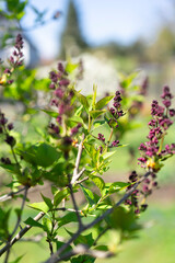 Lilac bush with purple buds and fresh green leaves in spring.