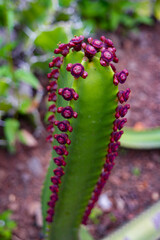 Unique green cactus with red floral accents thrives in Madeira Funchal Botanical Garden, a lush destination in Portugal