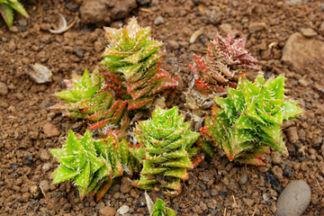 Discovering unique plant species at Madeira Funchal Botanical Garden in Portugal on a sunny afternoon