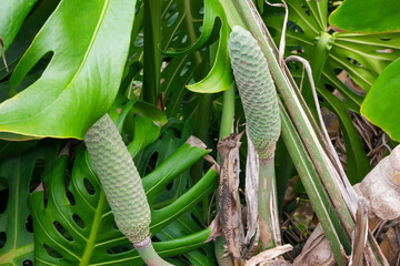 Discovering exotic flora at Madeira Funchal Botanical Garden in Portugal on a sunny day