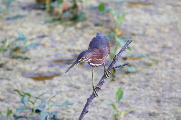 Stunning photo of a green heron bird catching a green frog in a pond