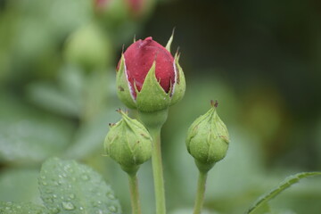 Tender rose bud close up in garden