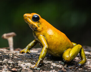 Phyllobates bicolor, a Colombian poison dart frog, known as the second most toxic frog in the world, famous for its powerful poison.