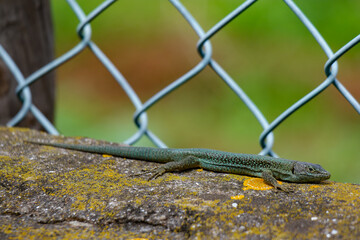 Green lizard basking on a stone wall in Madeira, Portugal surrounded by lush greenery