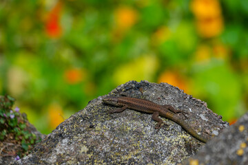 Lizard basking on a rock in the lush landscape of Madeira, Portugal during a sunny day