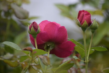 Hybrid tea rose Pink Partner with water drops on petals and leaves close up