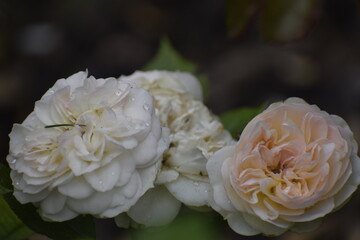 Rose bud beginning to open with water drops on petals and leaves close up