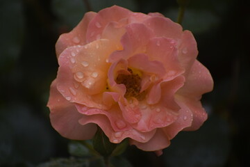 Fototapeta premium Floribunda Apricola rose with raindrops close up
