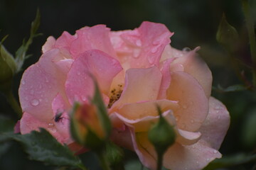 Pink rose Madam Mayland also known as Peace Rose with water drops close up