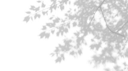 Obraz premium Shadow of Maple Leaves and Thin Branches on Transparent Background for Natural Botanical Overlay