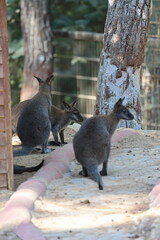 kangaroo at the zoo.Two wallabies resting. High quality photo
