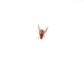 Close up and macro of a queen weaver ant (Oecophylla smaragdina) with isolated white background