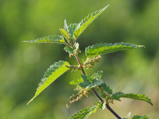 Isolated close up of the leaves of a common nettle (urtica dioica) also known as burn nettle or stinging nettle in a field in Bonn, Germany in September.