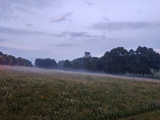 Foggy meadow at sunrise with trees in the background