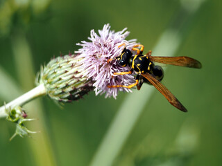 Isolated close-up of a European paper wasp (polistes dominula) collecting nectar off a creeping thistle (Cirsium arvense (L.) Scop.) or field thistle. Bonn, Germany, September.