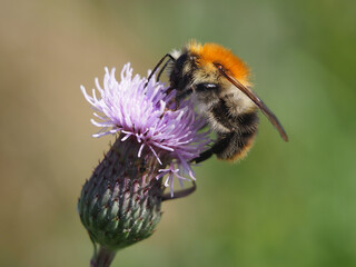 Isolated close-up of a common carder bee (bombus pascuorum) collecting nectar off a creeping thistle (Cirsium arvense (L.) Scop.) or field thistle. Bonn, Germany, September.