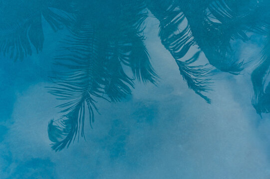 Sky and palm trees reflected in turquoise water