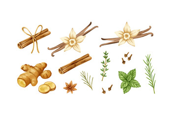 Christmas spices isolated on transparent background. Watercolour hand-drawn winter fruits and spices 