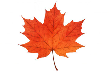 Fototapeta premium Bright red maple leaf highlighting seasonal autumn color palette, showcasing maple foliage detail against transparent background