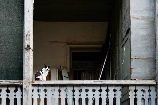 Cat on a Balcony in a Soviet Building